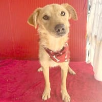 ❤liebenswerter FRENKI erlebte die Hölle, Hund zur Adoption