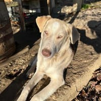Edy sucht eine Pflegestelle Neuss +50km, Hund zur Adoption