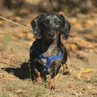 Timmy sucht einfühlsame Menschen, Hund zur Adoption