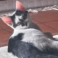 KÄTCHEN, Katze zur Adoption