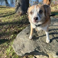 Fetita sucht Zuhause, Hündin zur Adoption