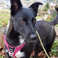 JOY wartet auf Euch in 96361 Steinbach, Hündin zur Adoption