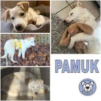 PAMUK -rundum tolles Hundekind-, Hund zur Adoption