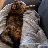 Einzelprinzessin NOVA will Ankommen, Katze zur Adoption