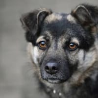 SUGAR - süß wie Zucker, Hündin zur Adoption