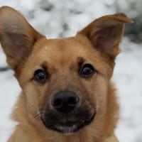 Pauli sucht sein Zuhause, Hund zur Adoption