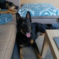 Jafar sportlich mit großem ❤ sucht, Hund zur Adoption