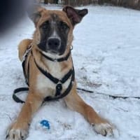 Kleine Kämpferin Lumina, Hündin zur Adoption