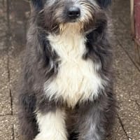 Enya, Hündin, ca. 9 Monate, ca. 50cm, Hündin zur Adoption