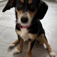 Furo, Hündin, ca. 9 Monate, ca.30 cm, Hündin zur Adoption