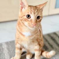 Unser süßer kleiner Herzensbrecher Hitch, Kater zur Adoption