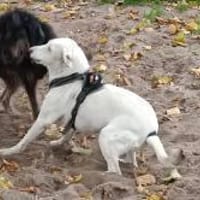 Mona - zu Kindern ab dem Schulalter, Hündin zur Adoption