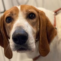 LUCIO ❤ liebevoller Sabueso, Köln, Hund zur Adoption