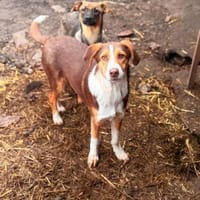 Merlin - möchte verzaubern, Hund zur Adoption