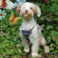 EDDI - Kleiner Mann mit Handicap, Hund zur Adoption