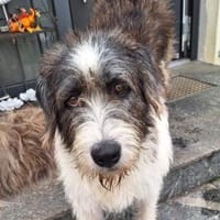 Leslie - bezaubernde liebe Hündin, Hündin zur Adoption