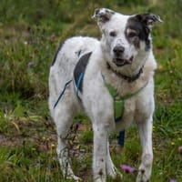 Oki ist nett und geht prima an der Leine, Hund zur Adoption