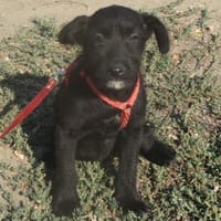 Silvia - liebenswertes Hundemädel, Hündin zur Adoption