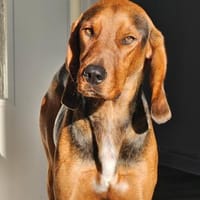 Pluto aus 04357 Leipzig, Hund zur Adoption