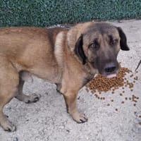 Bobby sucht liebevolles Zuhause, Hund zur Adoption