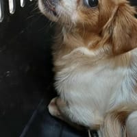 ANA - (liebevoll, spielfreudig), Hündin zur Adoption