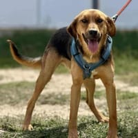 Anett - gerne auch zu Katzen, Hündin zur Adoption