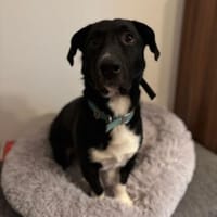 Sam sucht eine neue Familie, Hund zur Adoption