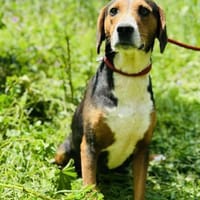 Skyla - absolut unkompliziert, Hündin zur Adoption