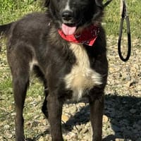 Nayla _ gerne in eine Familie, Hündin zur Adoption