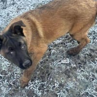 Seneca sucht verständnisvolle Hände, Hund zur Adoption