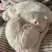 Frieda und Mona zwei Geschwister, Katze zur Adoption