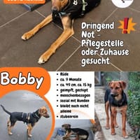 💙Bobby💙sucht seine Familie, Hund zur Adoption