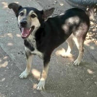 NOUMAYA ist auf PS in 65606 Villmar, Hündin zur Adoption