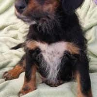 Abenteuerlustiger Wirbelwind sucht, Hund zur Adoption