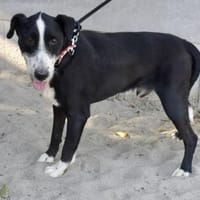 Guszti  ein großer Schmusebär, Hund zur Adoption