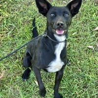 Lily eine freundliche Begleiterin, Hündin zur Adoption