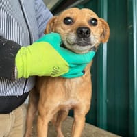 Bambi - zärtliche Hundedame, Hündin zur Adoption