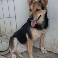 MILA - super lieb und verspielt, Hündin zur Adoption