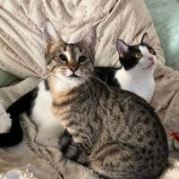 Verspielter und verschmuster Schnurrbert, Kater zur Adoption