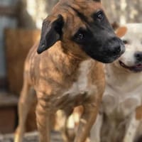 THORE jetzt auf PS in 50170 Kerpen, Hund zur Adoption