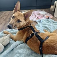 Jette - die fröhliche Maus 🐾, Hund zur Adoption