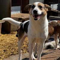COCO - freundliche Familienhündin, Hündin zur Adoption