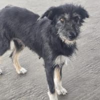 Cheesy ❤ sehr sozial und verschmust, Hündin zur Adoption