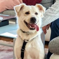 wer gibt Sunny ein Zuhause?, Hündin zur Adoption