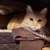 CASIMIR, chat à adopter