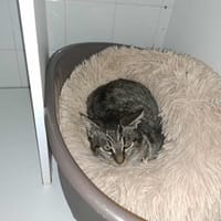 SHANEL, chatte à adopter