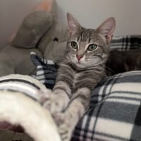 LOU, chatte à adopter