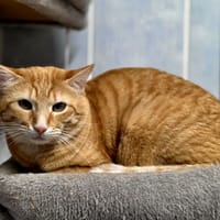 Tommy, chat à adopter