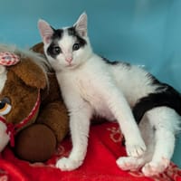 BALOO, chat à adopter