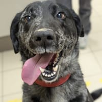 PRINCESSE, chienne à adopter